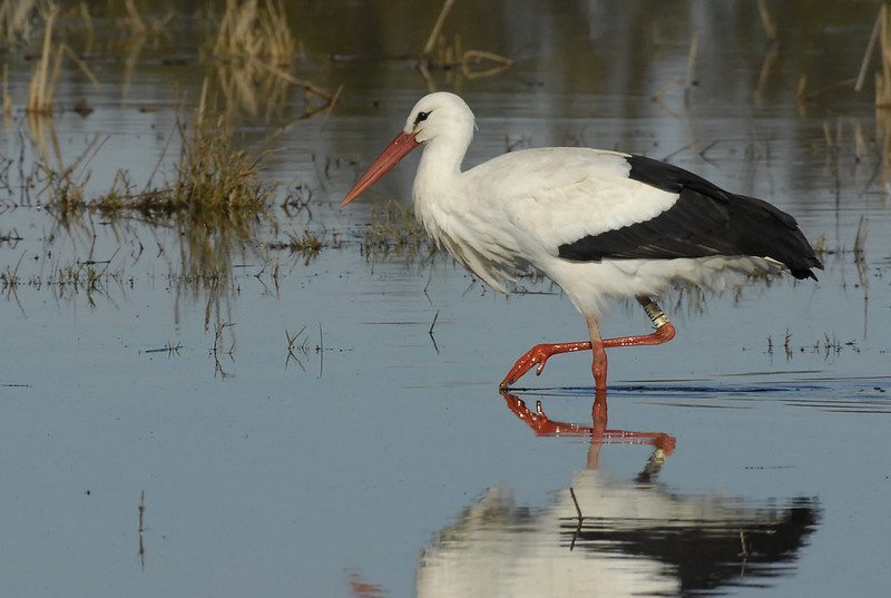 Cigogne blanche.jpg